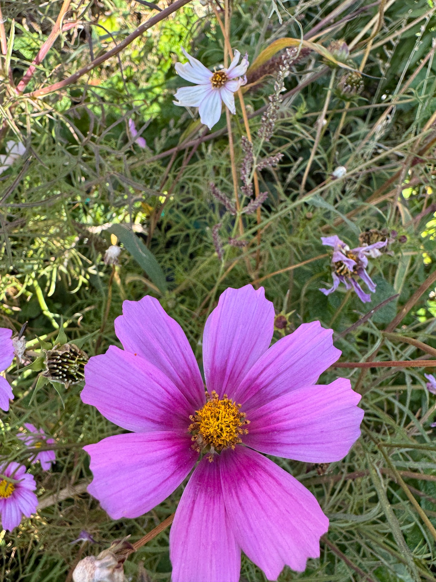 Dancing with Petticoats Cosmos