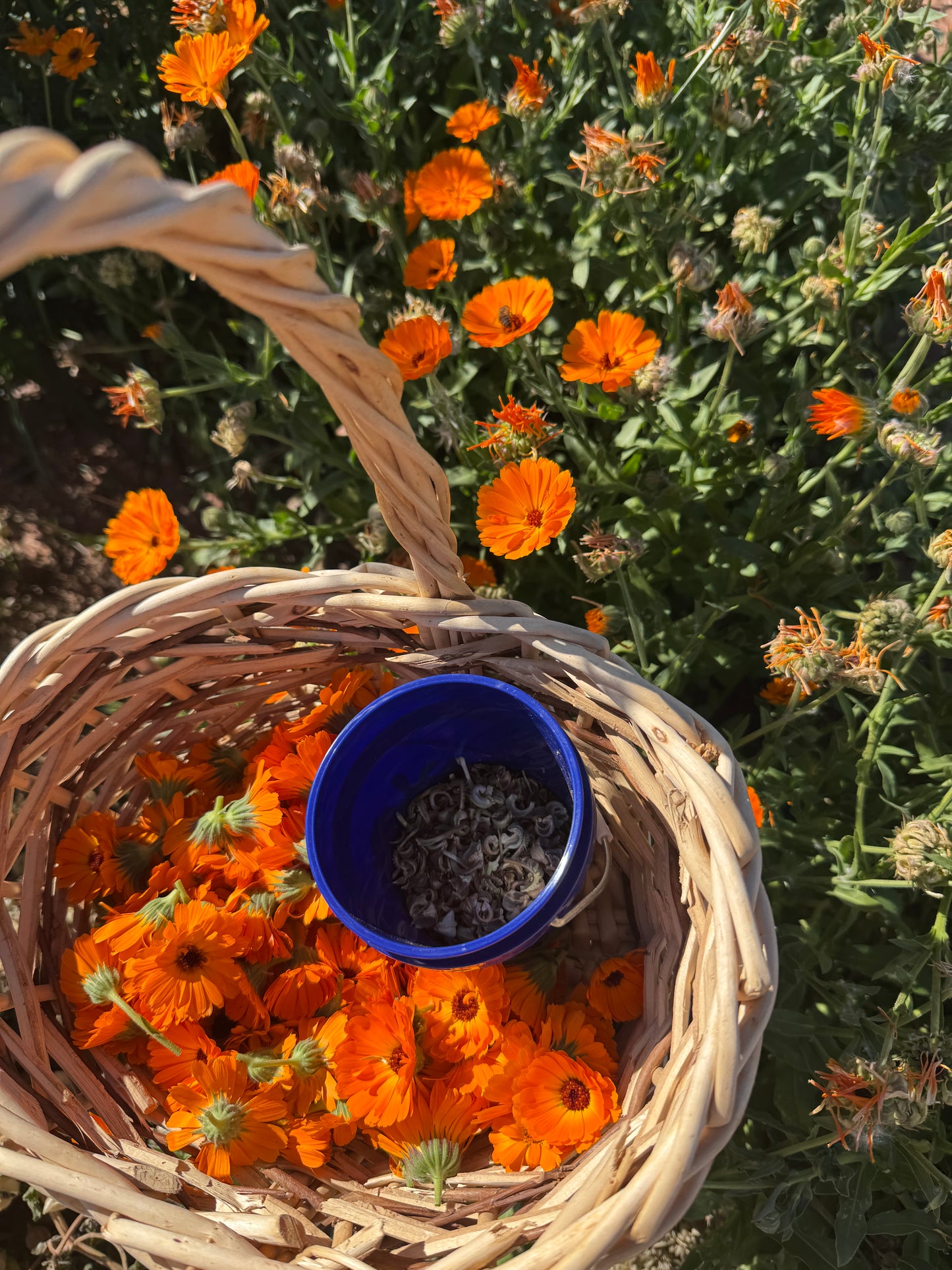 Pennsylvania Dutch Calendula