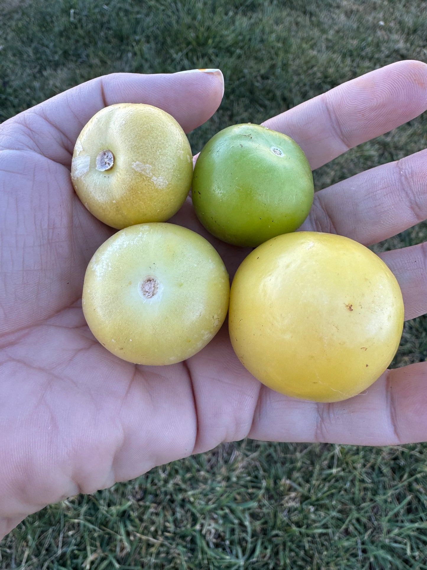 Taylor Green Tomatillo