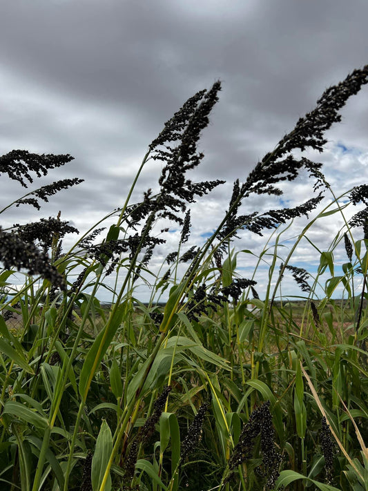 Black Amber Cane Sorghum