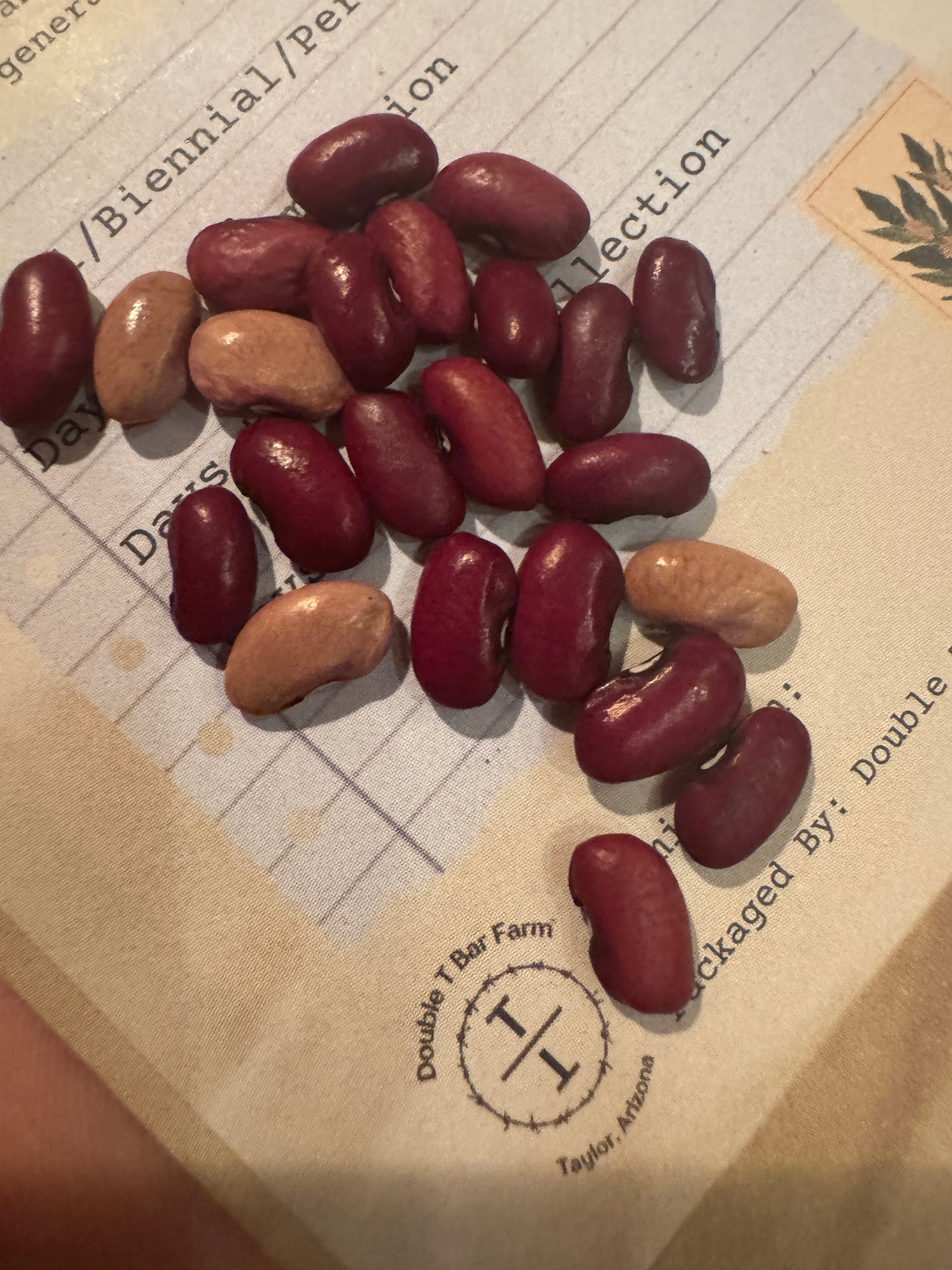 Muniki Sitakami Bean