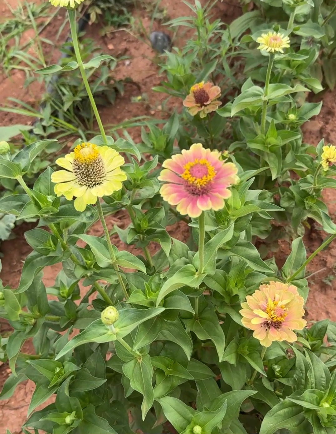Queeny Lime Blush Zinnia