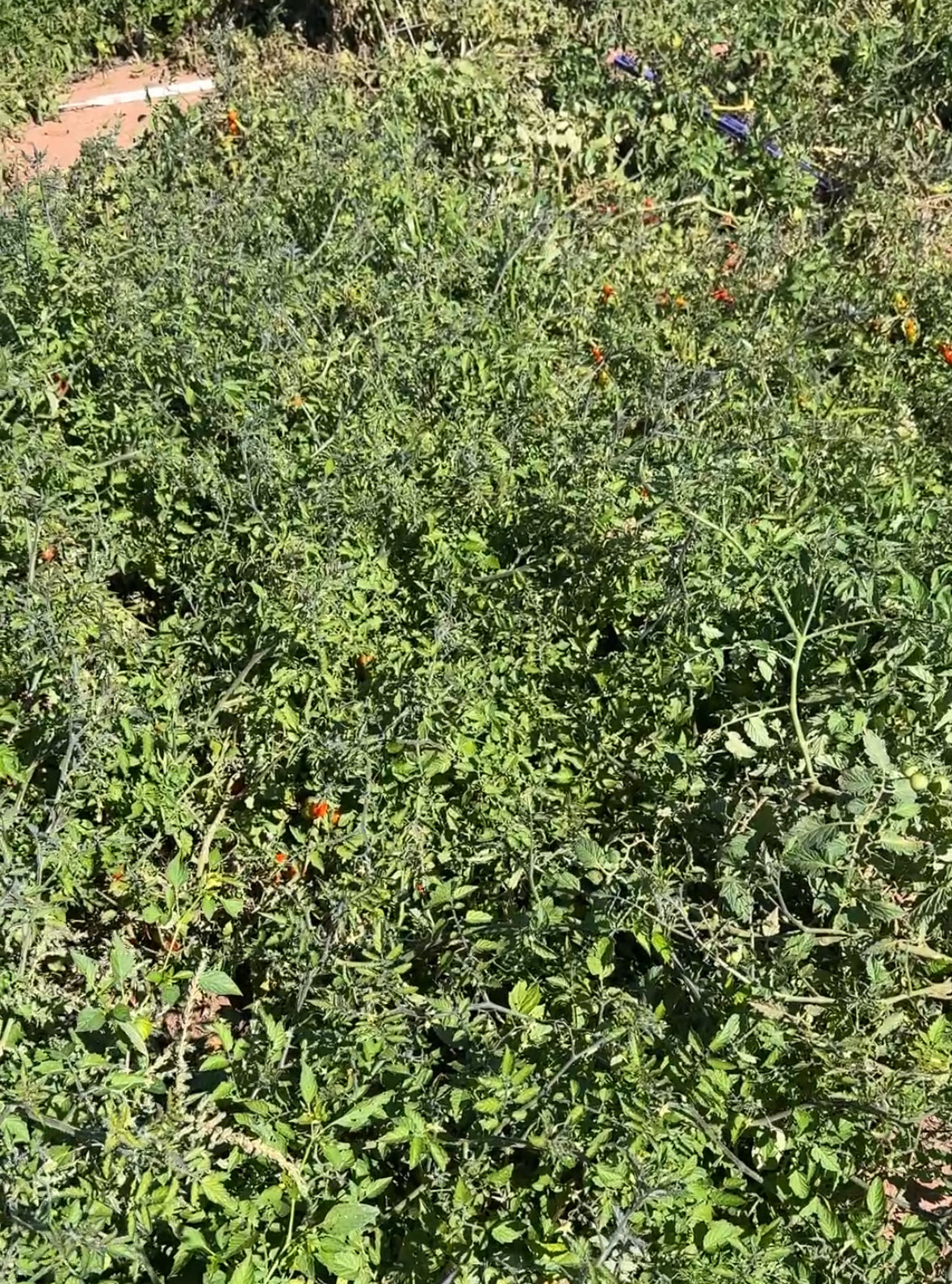 Ciudad Victoria Tomato