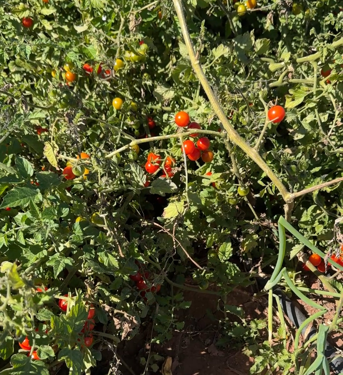 Ciudad Victoria Tomato
