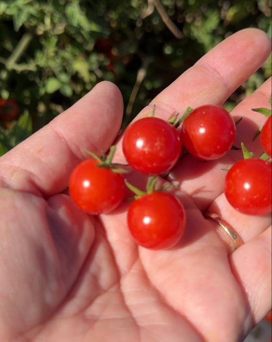 Ciudad Victoria Tomato