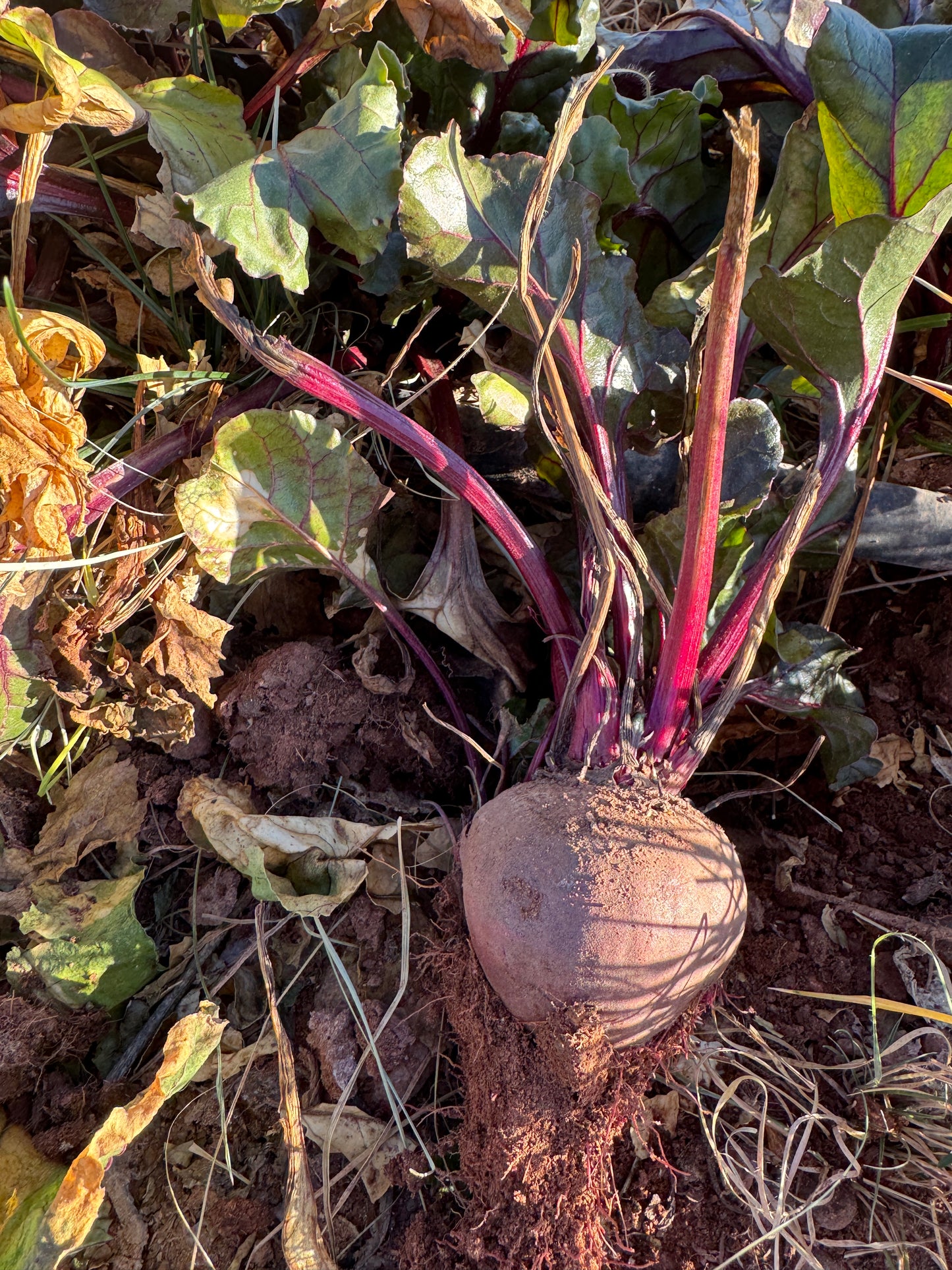 Detroit Dark Red Beet