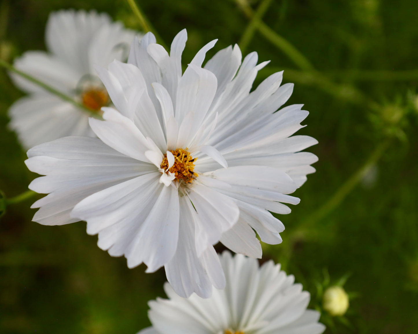 Fizzy White Cosmos