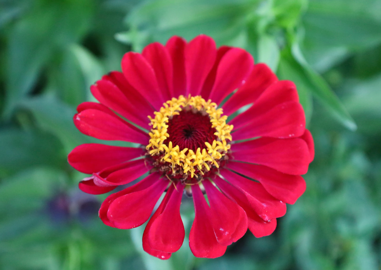 Maroon-ed Zinnia (Maroon Zinnia)