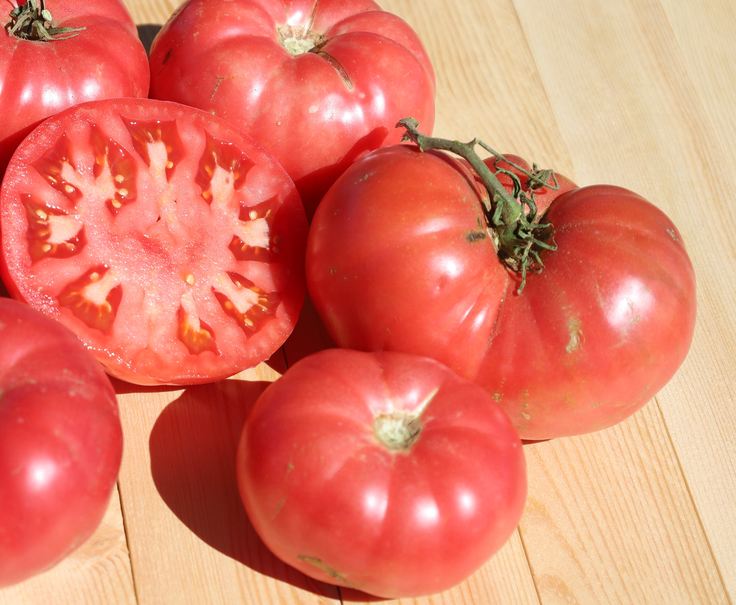 County Agent Tomato