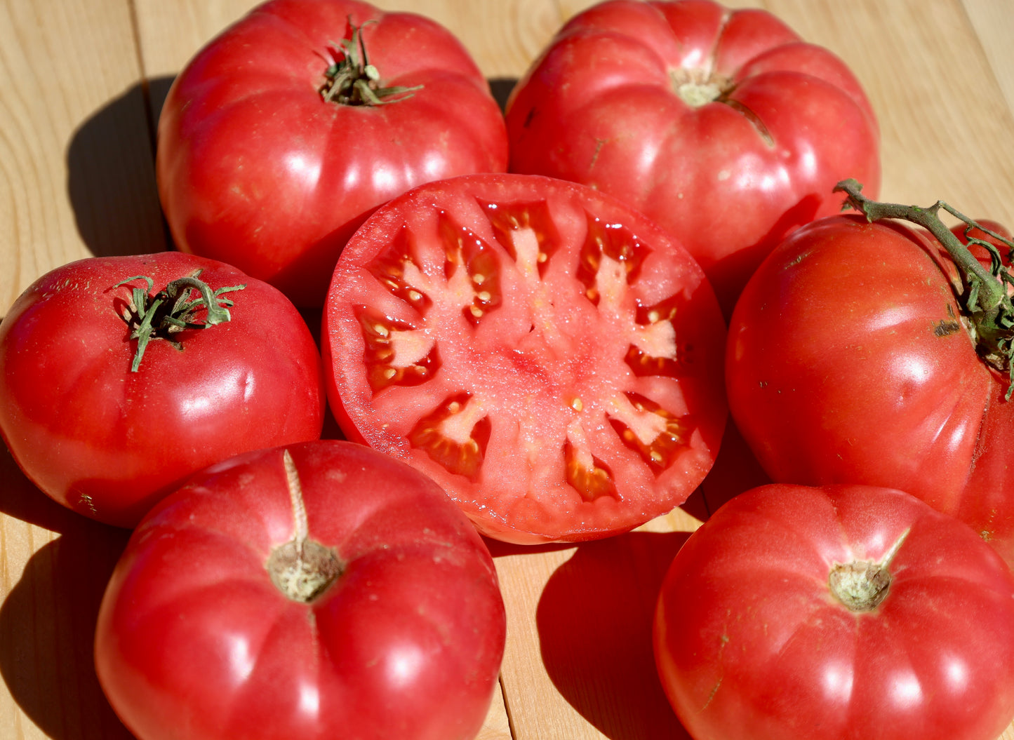 County Agent Tomato
