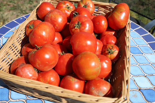 Homestead Tomato