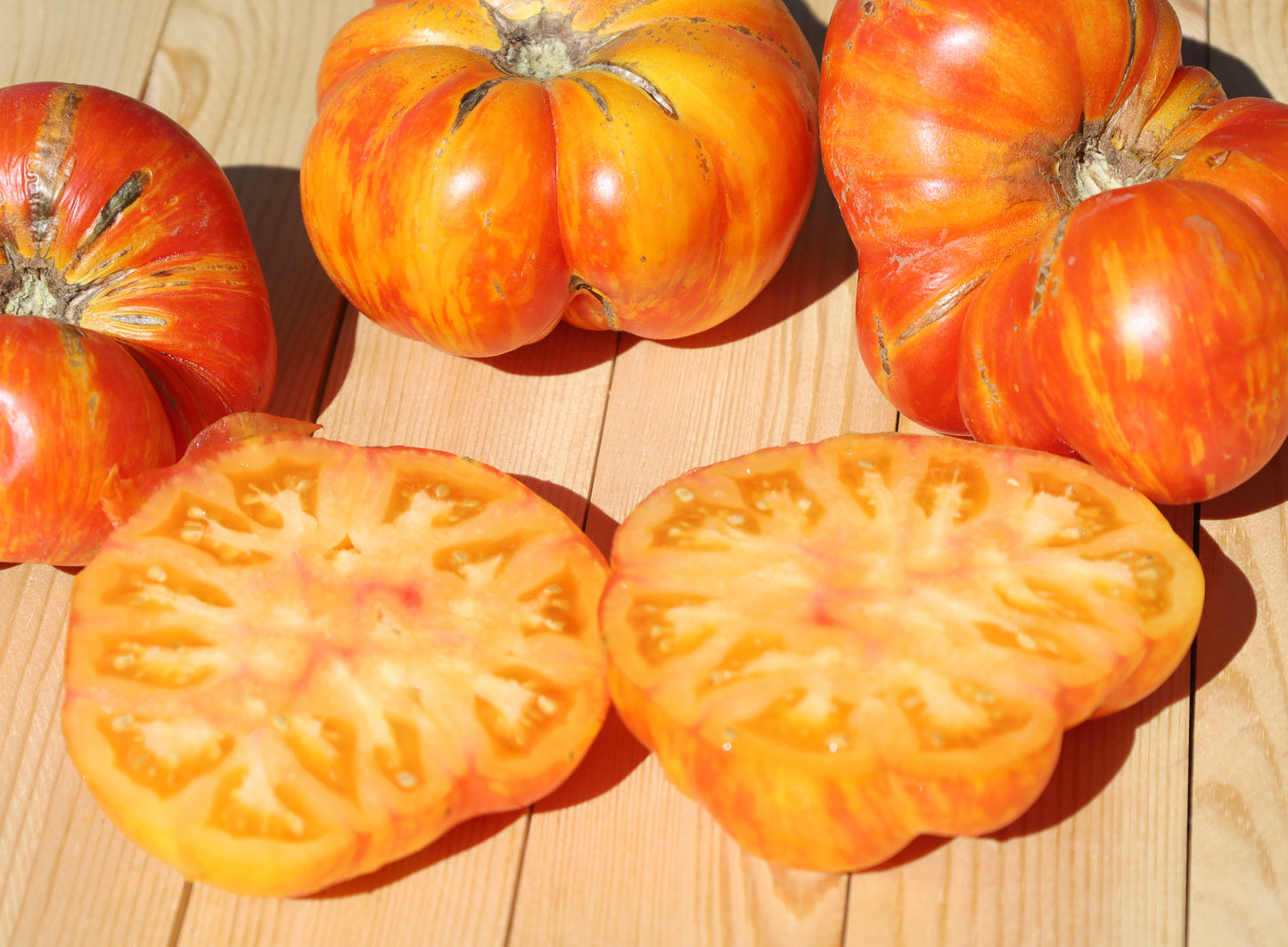 Copia Tomato