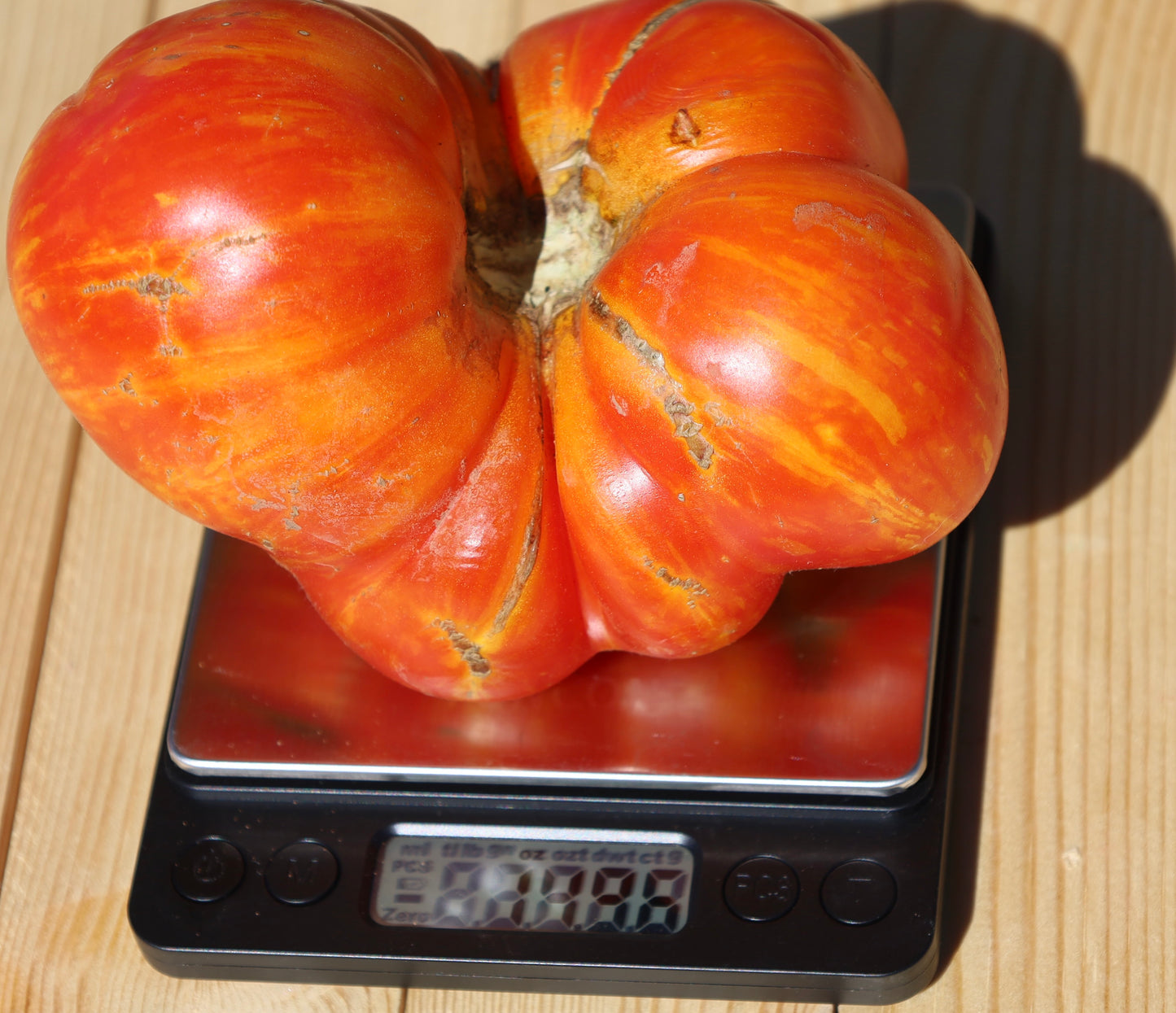 Copia Tomato