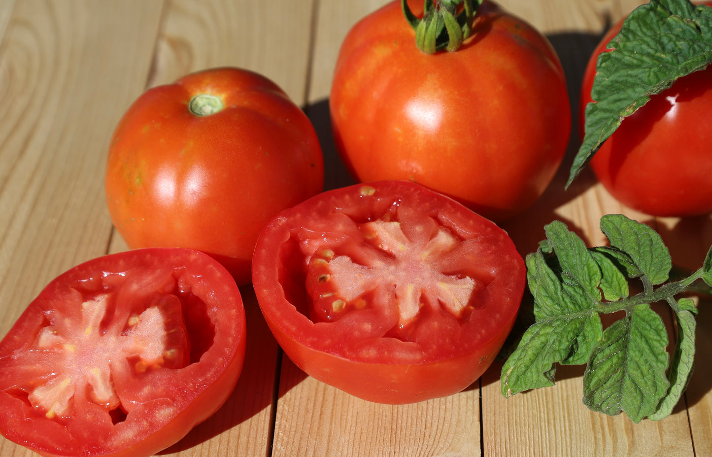 Red Czech Tomato