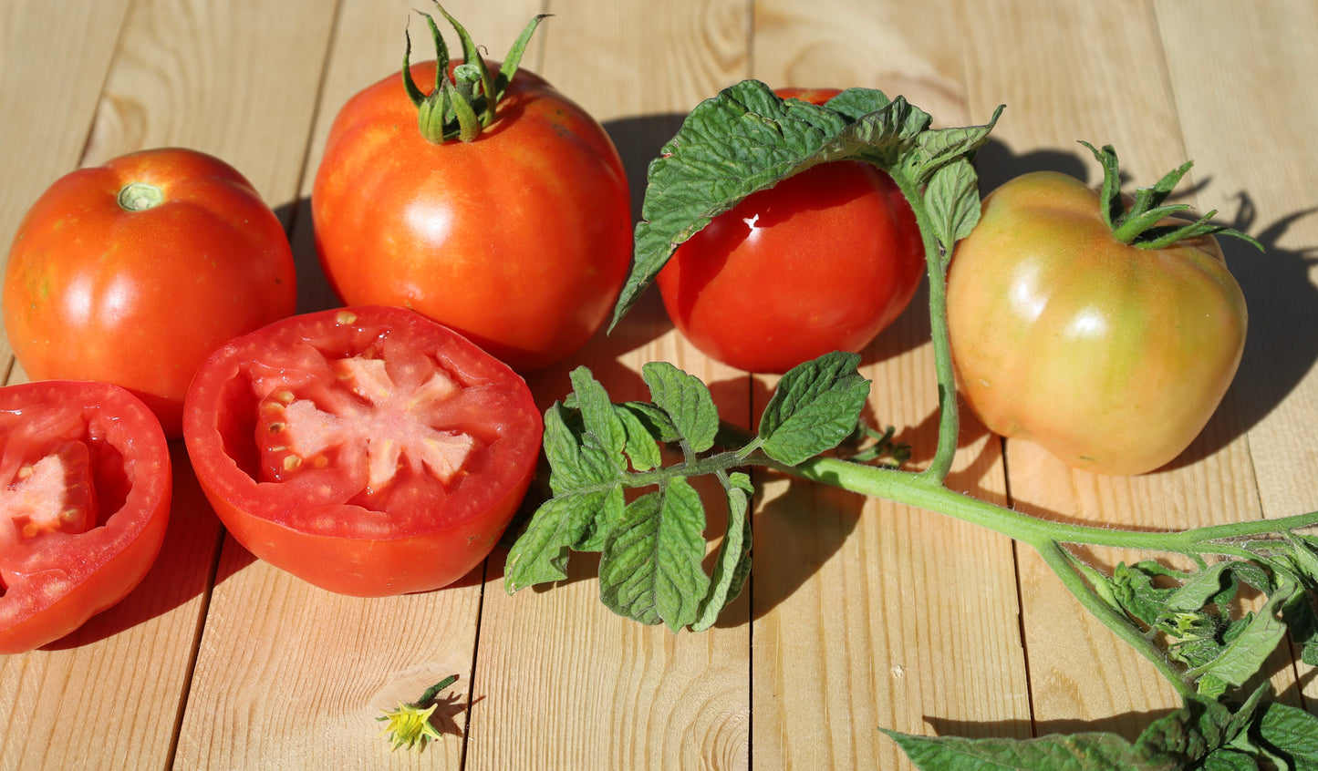 Red Czech Tomato