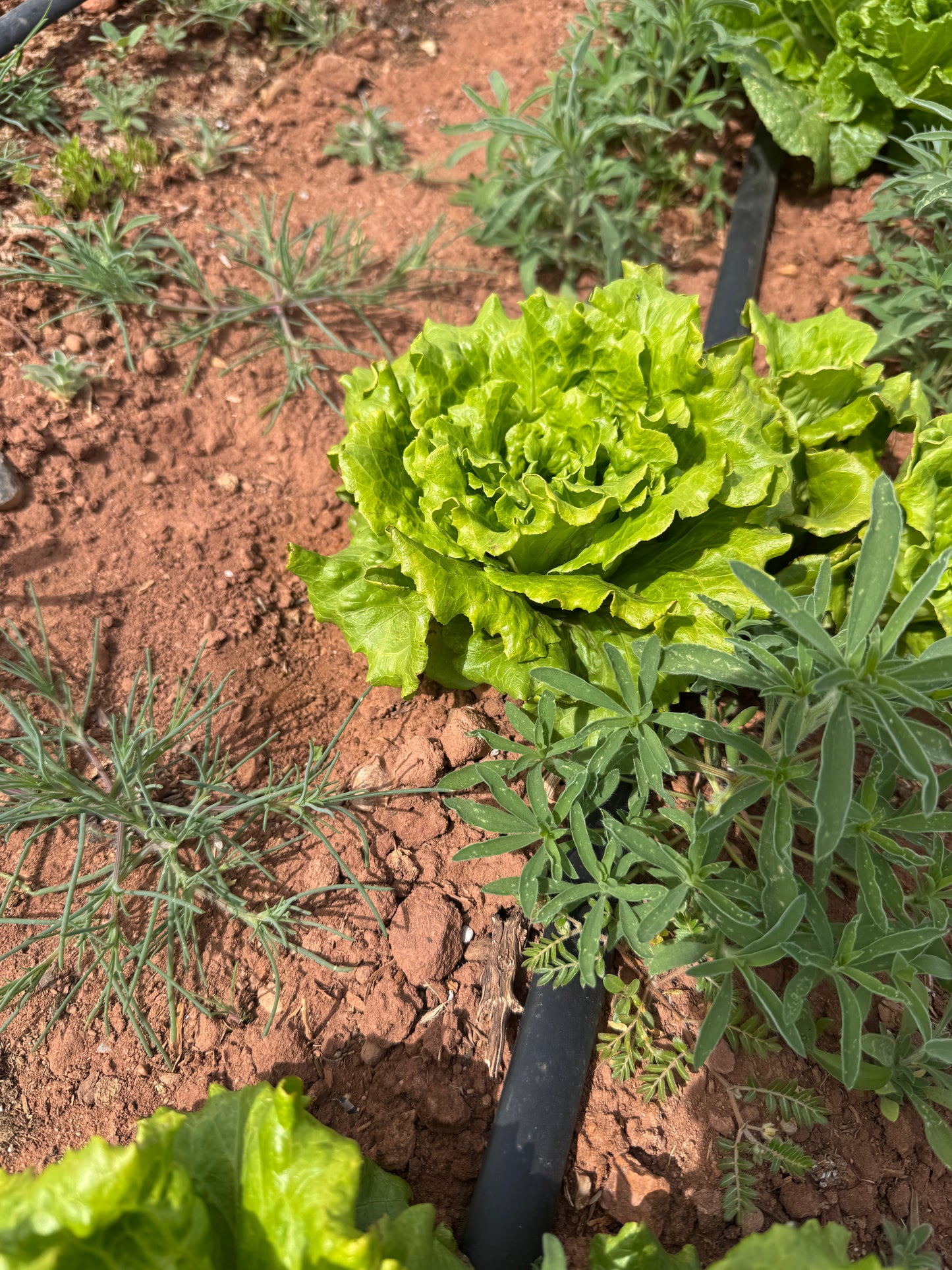 Nevada Lettuce