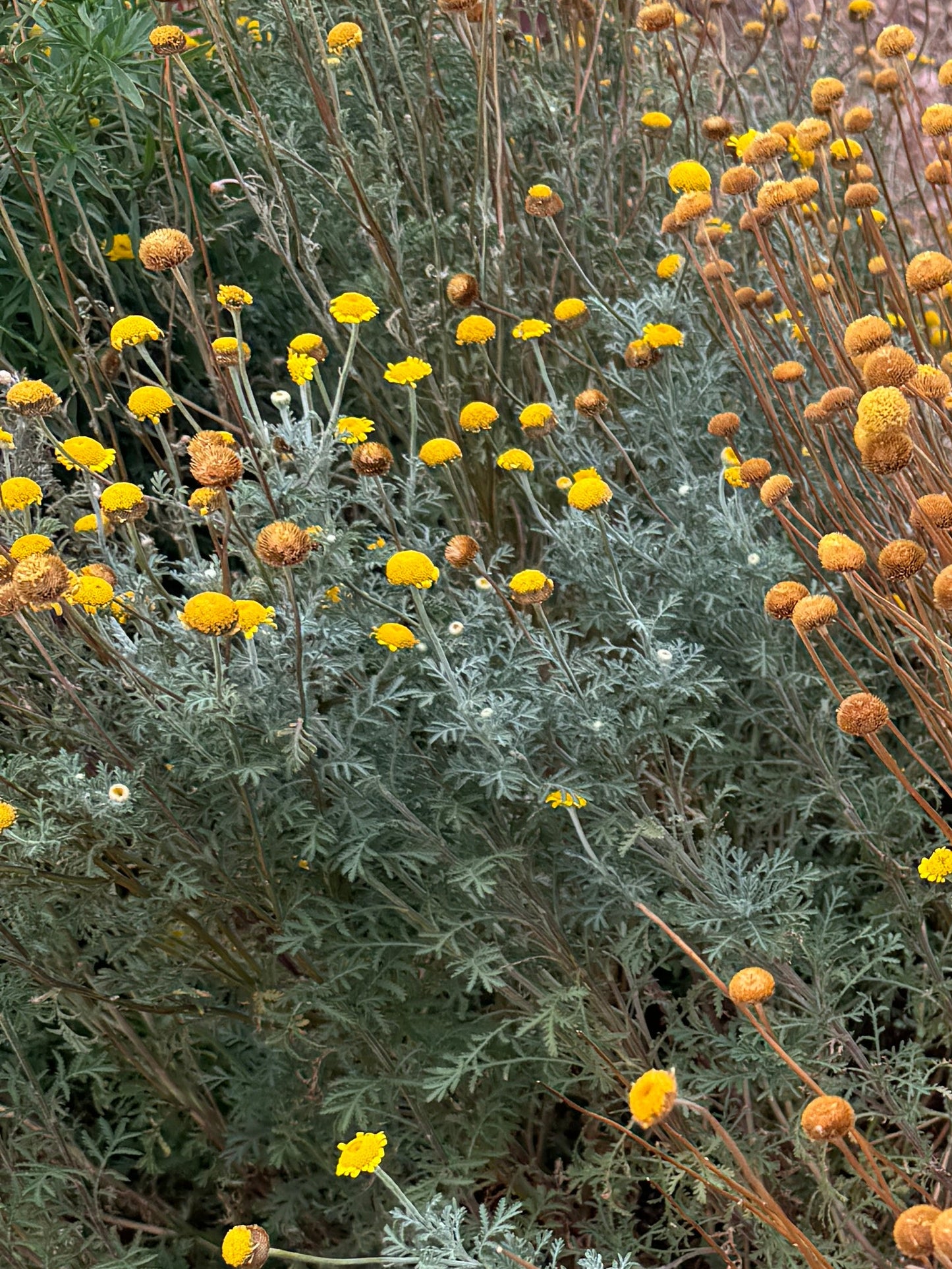 Dyers Chamomile
