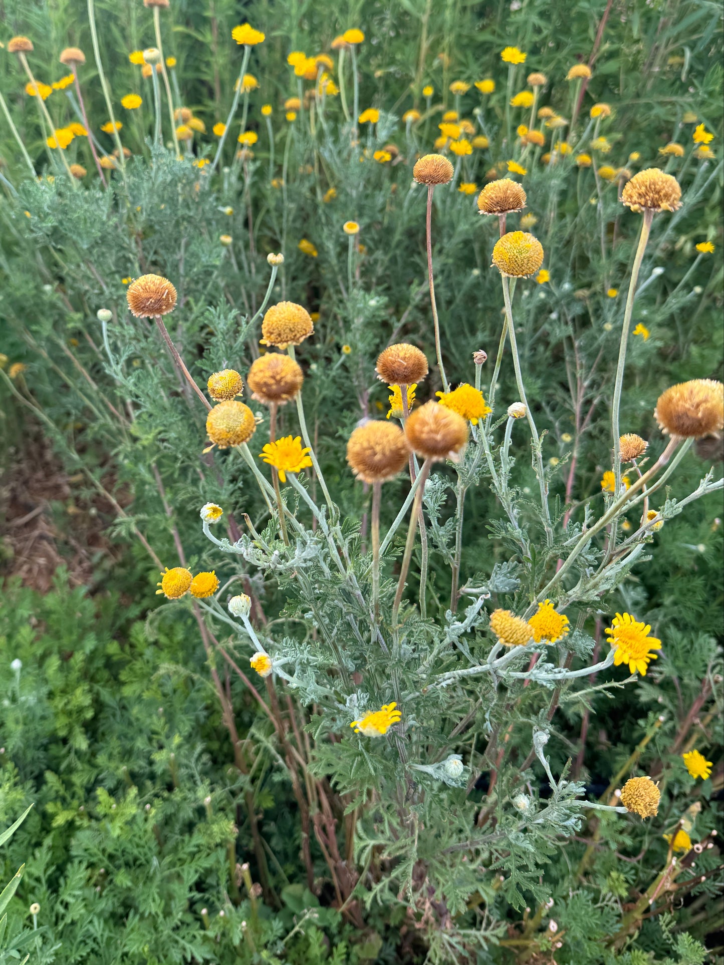 Dyers Chamomile