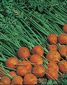 Paris Market Carrot
