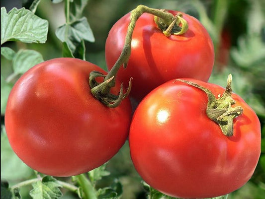 Homestead Tomato