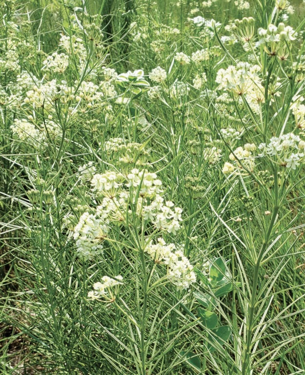 Whorled Milkweed (Asclepias verticillata)