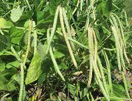 Bisbee Black Cow Pea