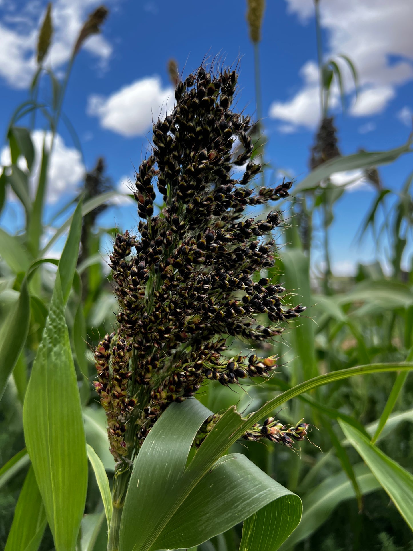 Black Amber Cane Sorghum