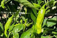 Shishito Pepper