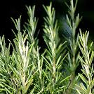 Rosemary