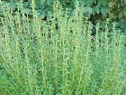 Common Thyme