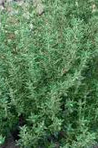 Common Thyme